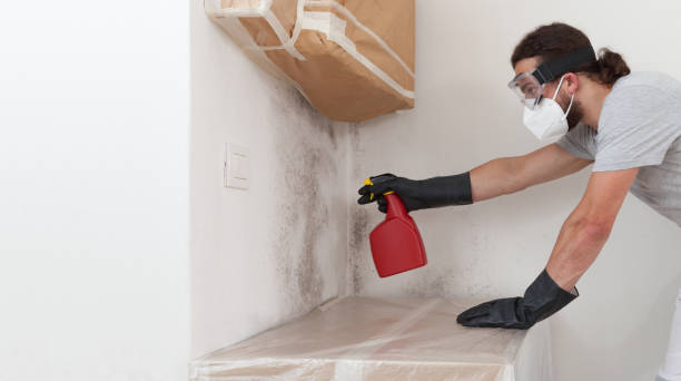 Professional Basement Mold Removal technician working in Falcon, NC