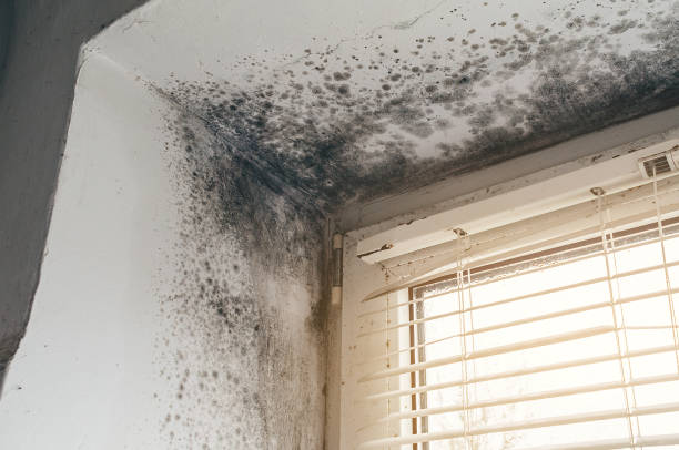 Affordable Basement Mold Removal solutions in Falcon, NC